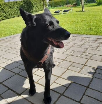 Urlaub für den Hund