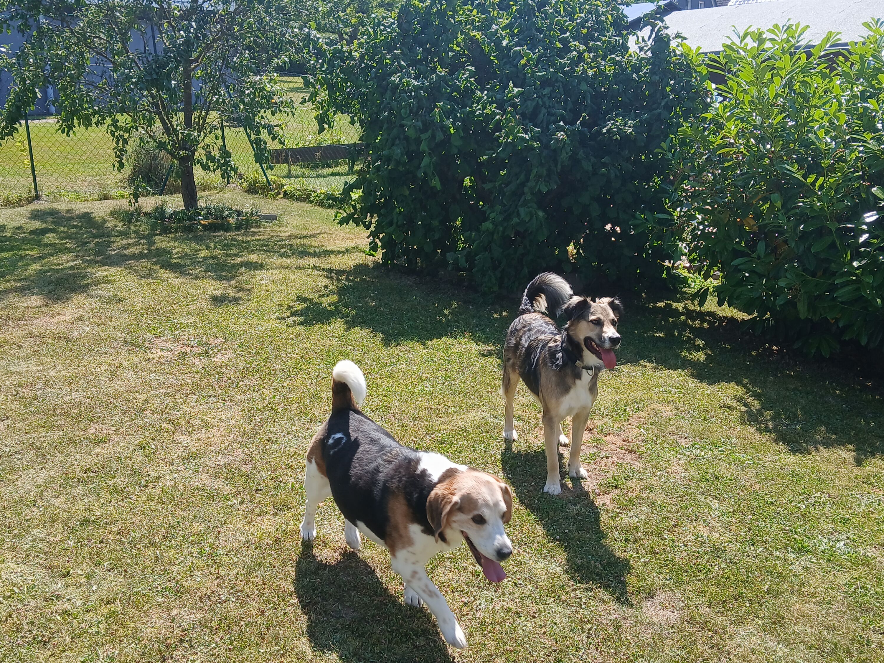 Urlaub - auch für den Hund