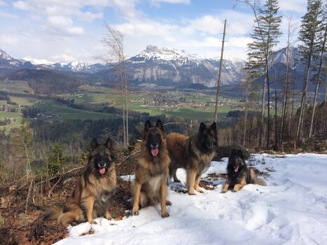 Hunde sehr willkommen