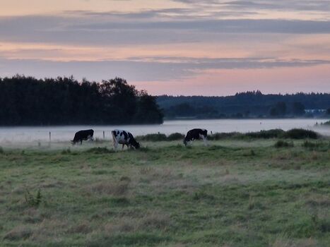beim Spaziergang bei uns an den Feldern und Wiesen