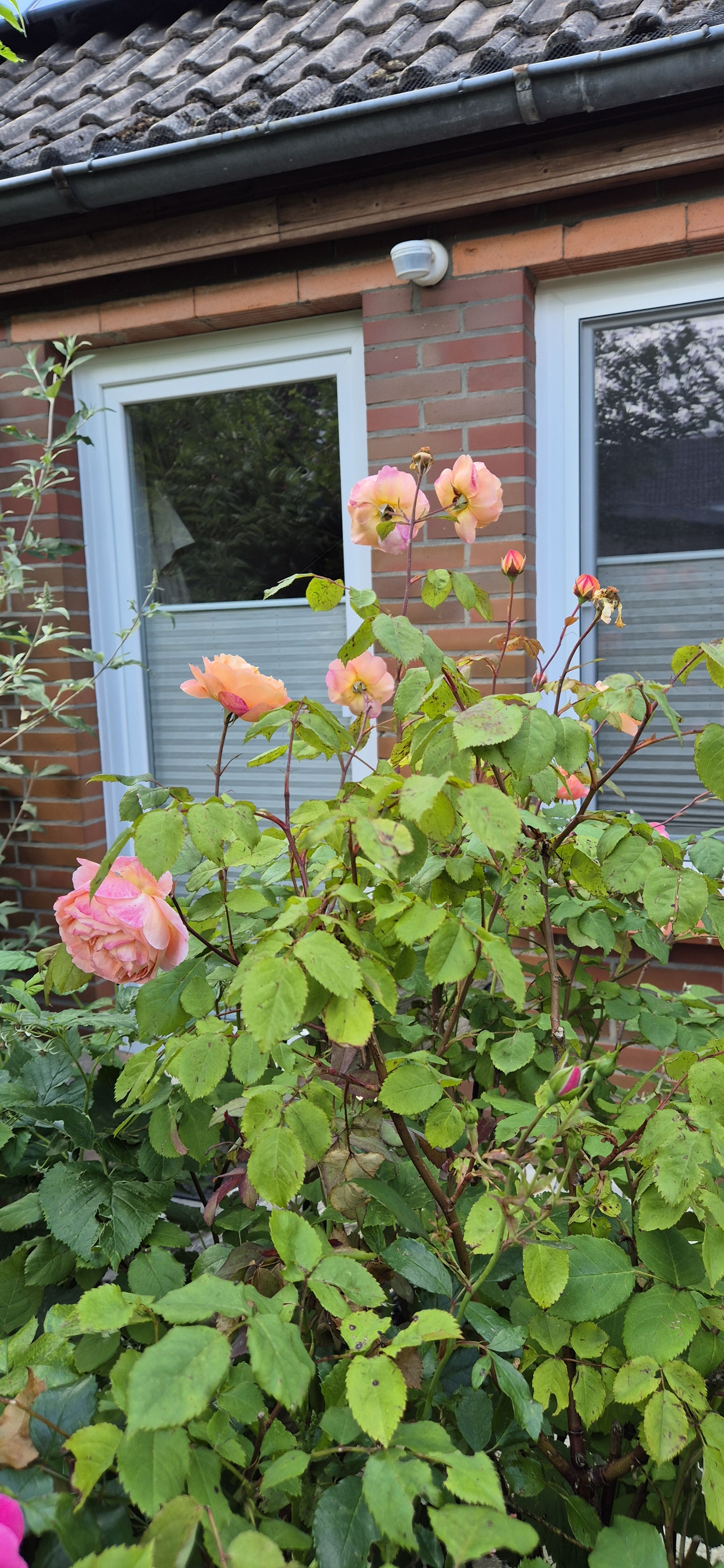 Rosen an dem Terrassenbereich