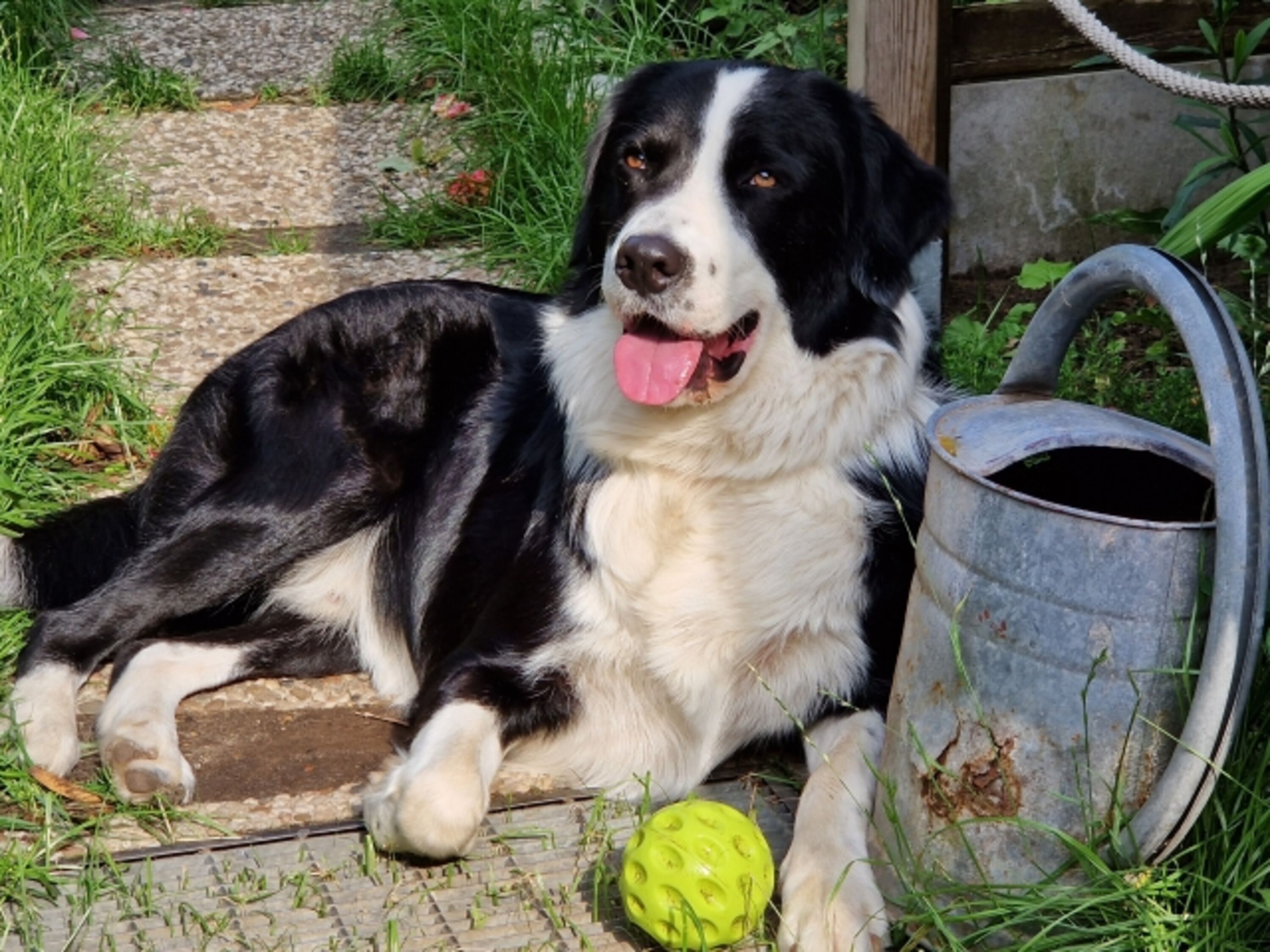 Unser Hund Zorro