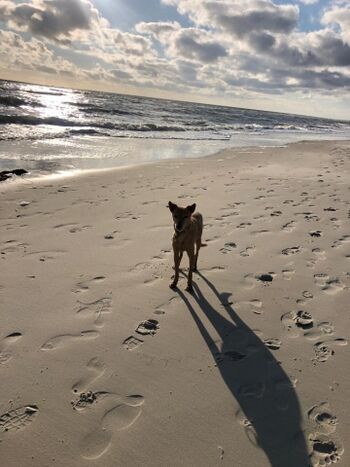 TIDE4 Ferienwohnung Amrum Strand