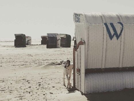 TIDE4 Ferienwohnung Amrum Strand Nebel