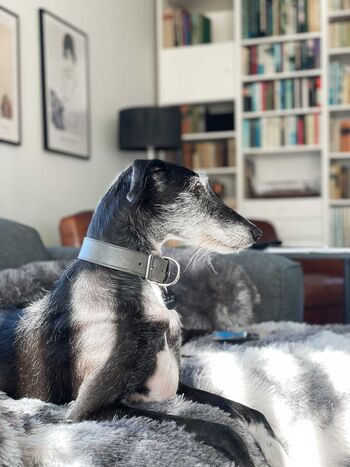 TIDE4 Ferienwohnung Amrum Apartment 8 Hunde willkommen