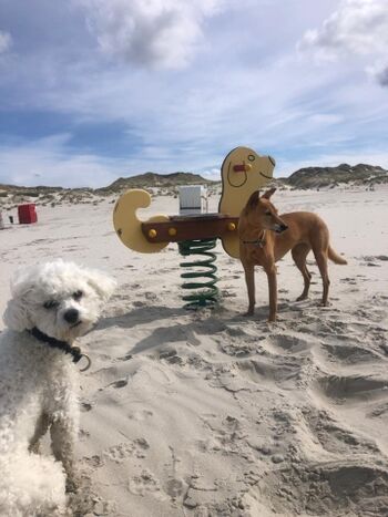 TIDE4 Ferienwohnung Amrum Strand