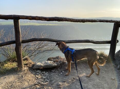 Mila genießt den Ausblick