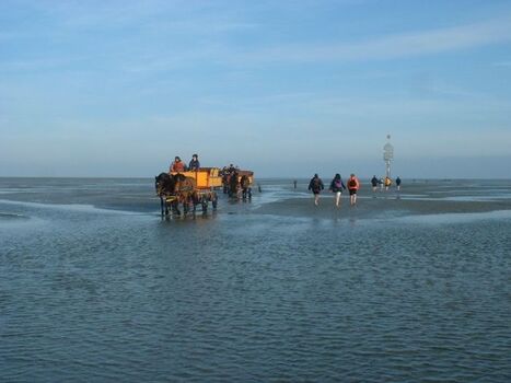 Romantische Fahrt mit dem Wattwagen oder zu Fuß zur Insel Neuwerk