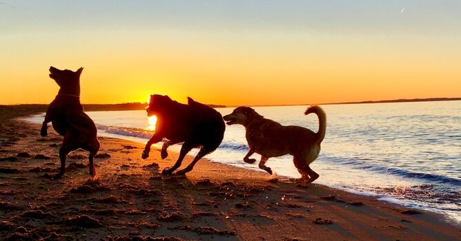 Dazendorfer Strand ein Hundeparadies