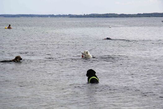 Hundebadestrand ca.500 m vom Ferienhaus