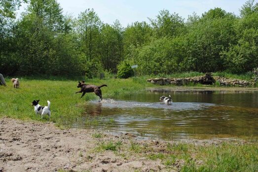 Unser Hundebadesee auf der Freilaufwiese