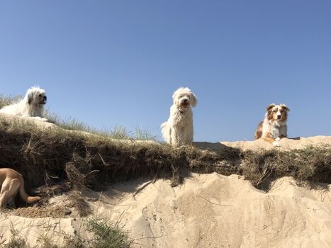 ... ein Traum für Hunde...