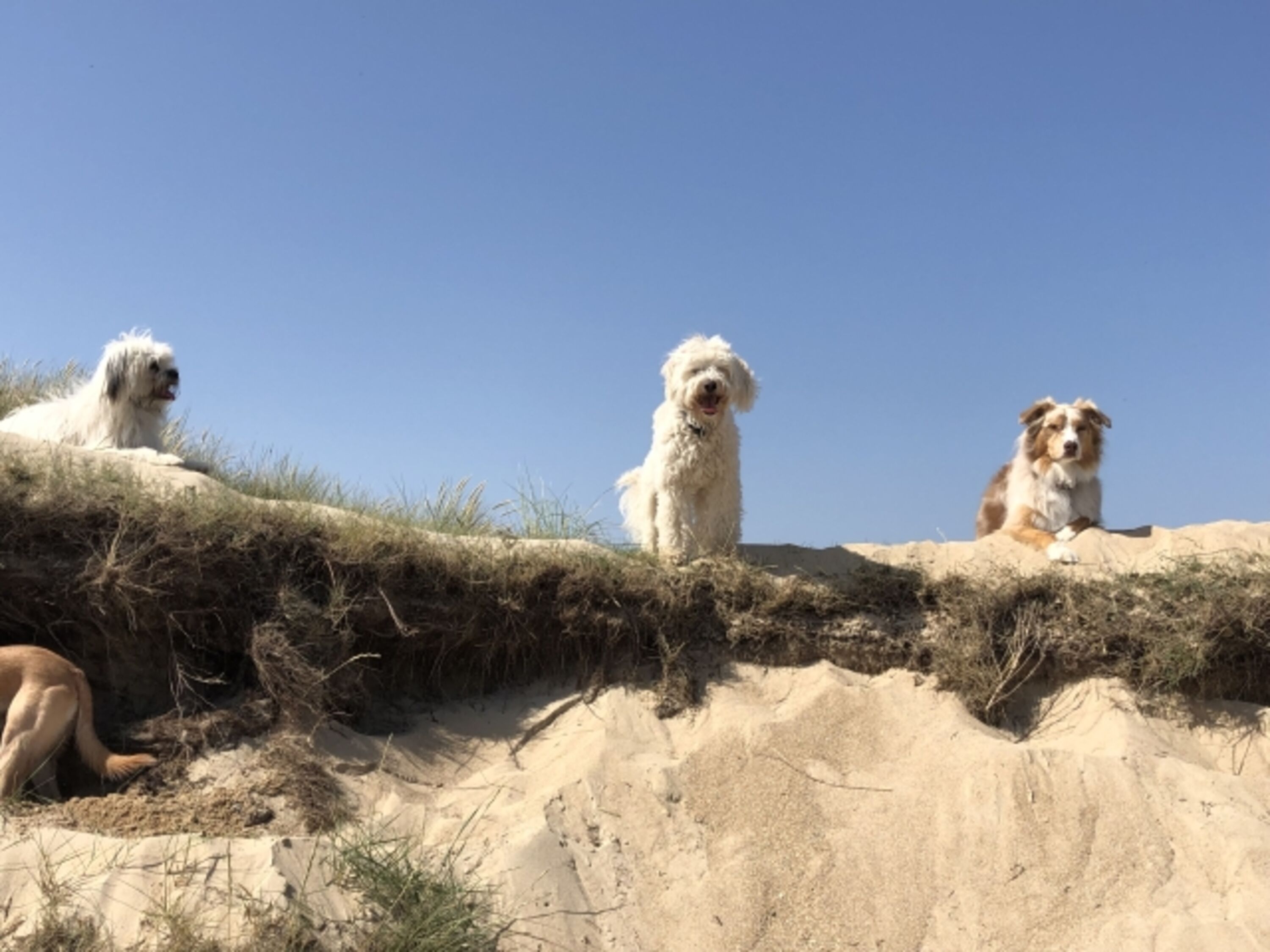 ... ein Traum für Hunde...