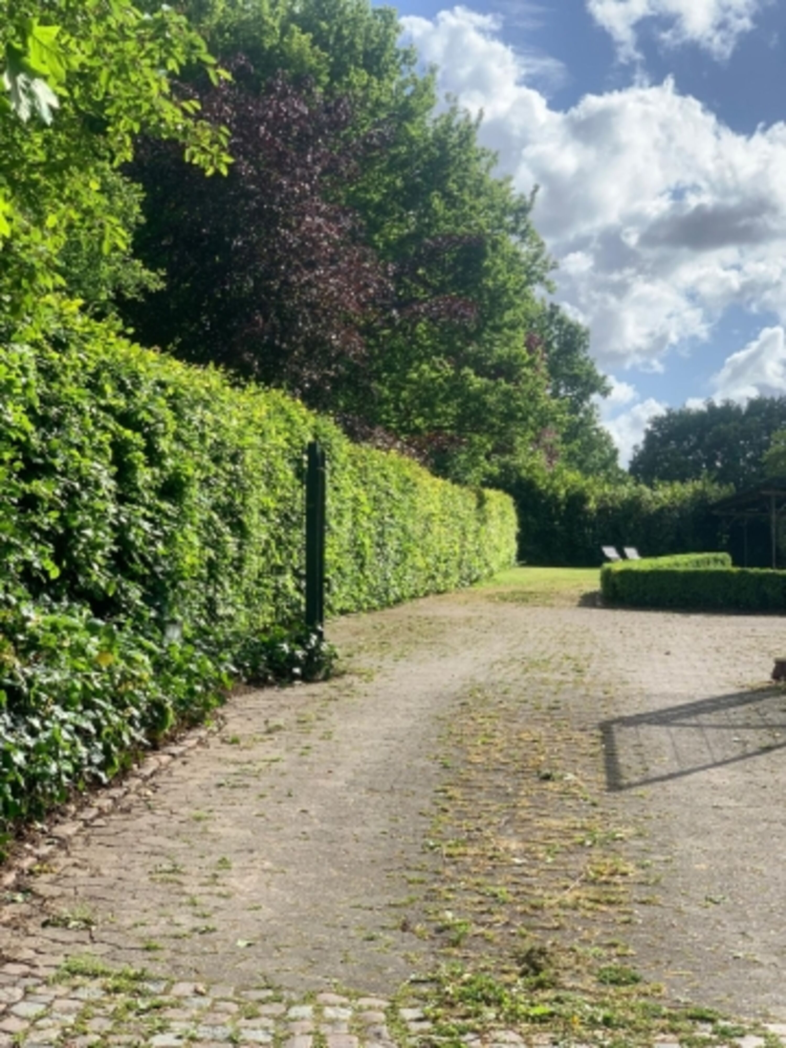 eingewachsener Zaun