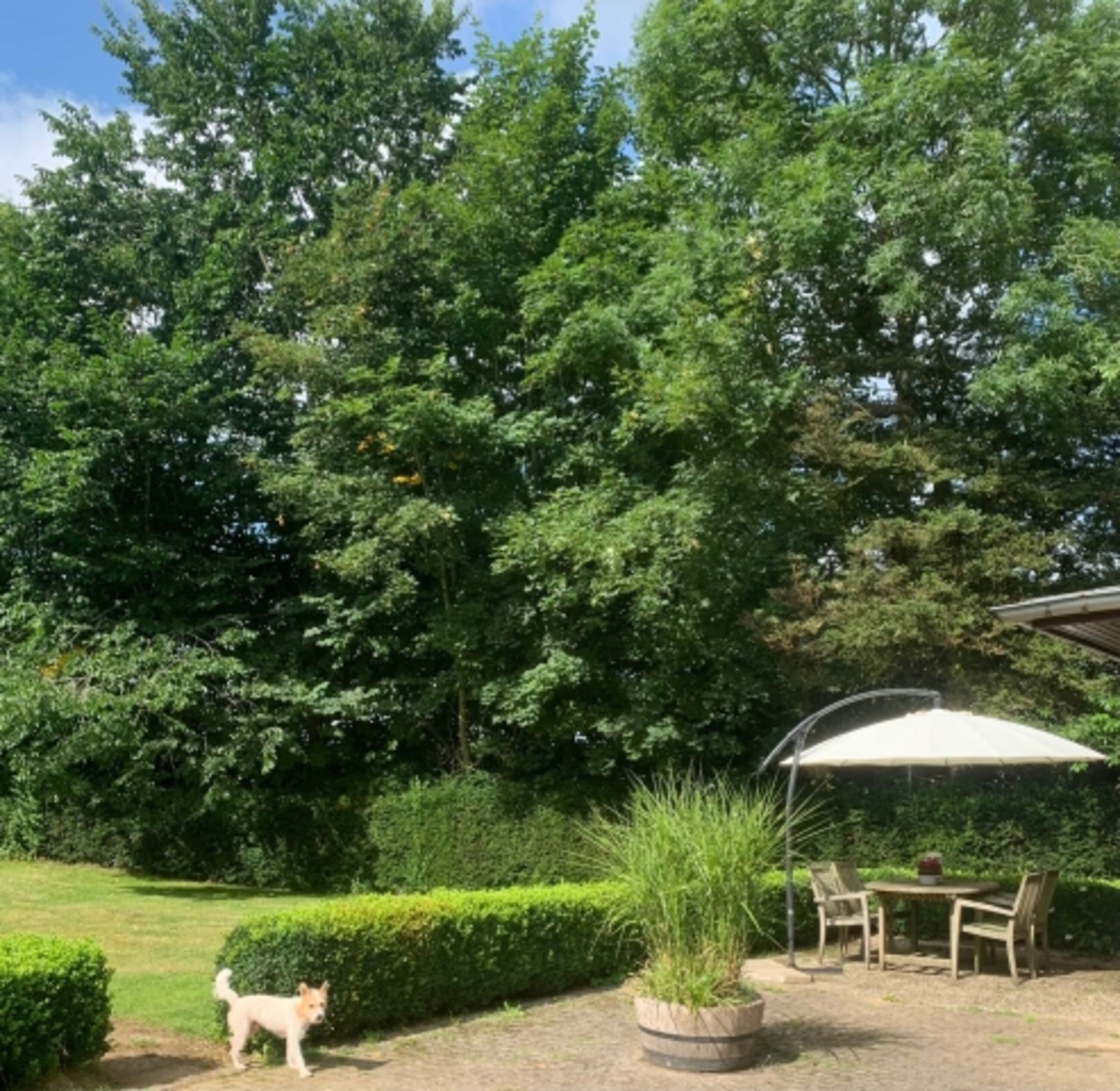 Blick in den Garten