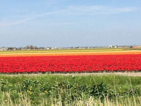 Im Frühjahr mit weiten Blumenfeld