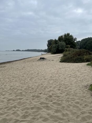 Strand Enkhuizen ist unweit vom Chalet und auch für Hunde