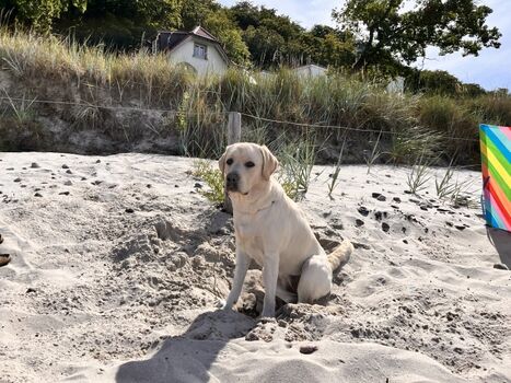 Ein Hund ist herzlich Willkommen 