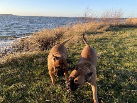 Hunde am Bodden