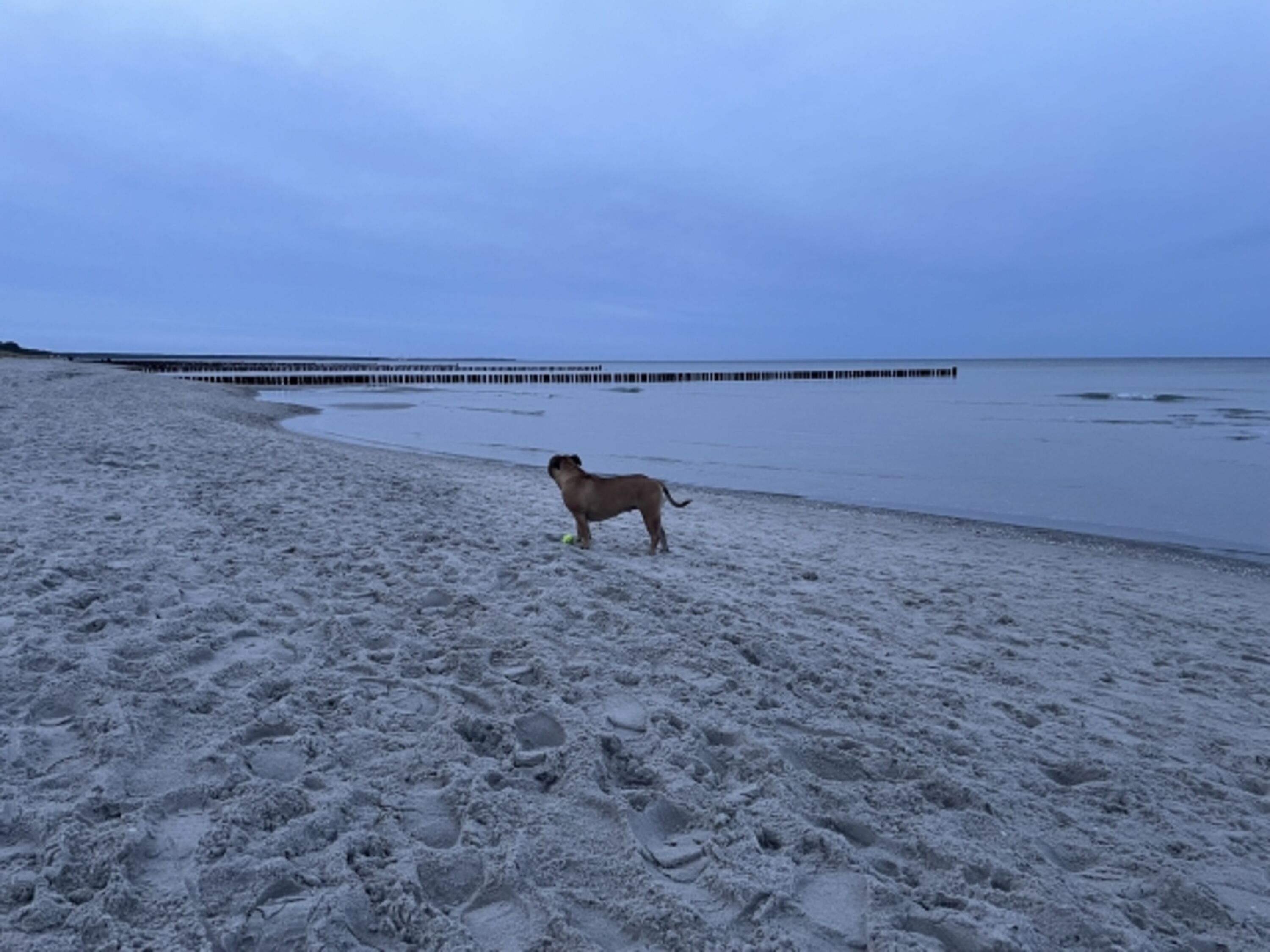 Hund am Strand
