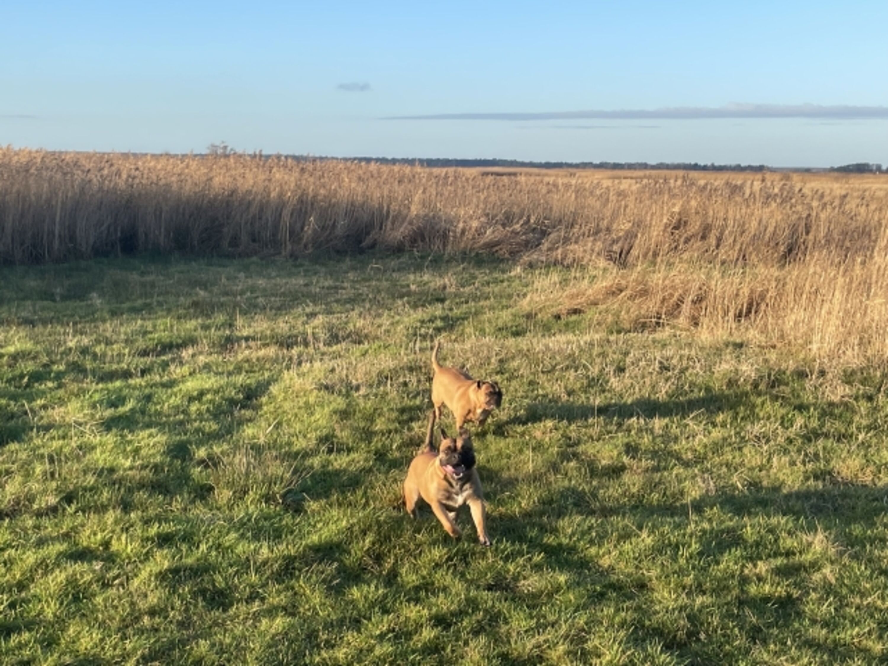 Hunde am Bodden