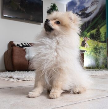 Unser Hotel-Hund Peppi