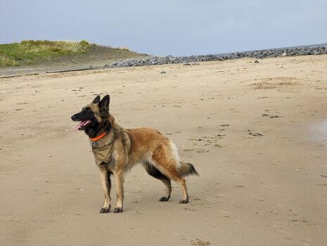 der Strand in der Nähe des Ferienhauses