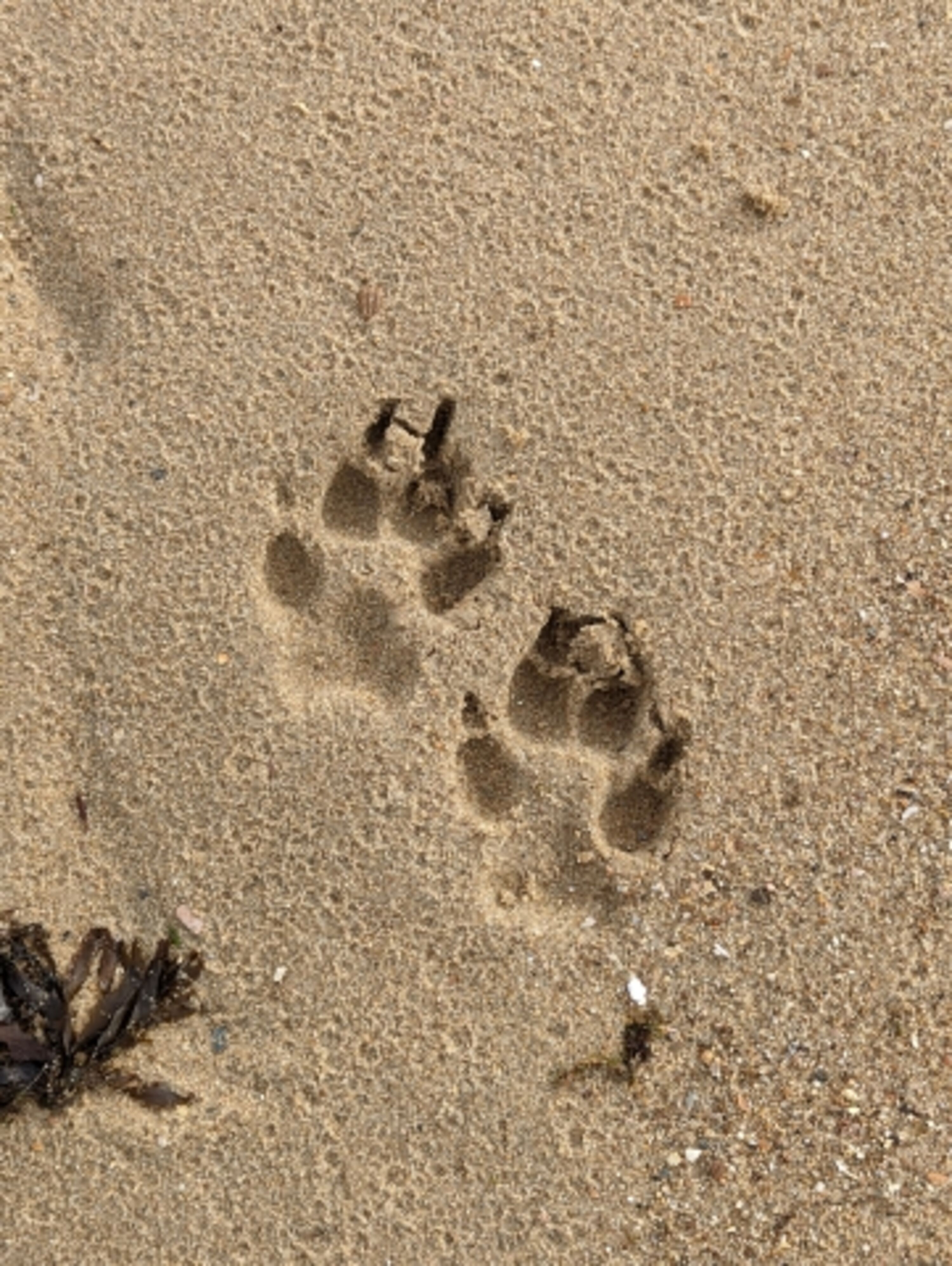 Hunde willkommen