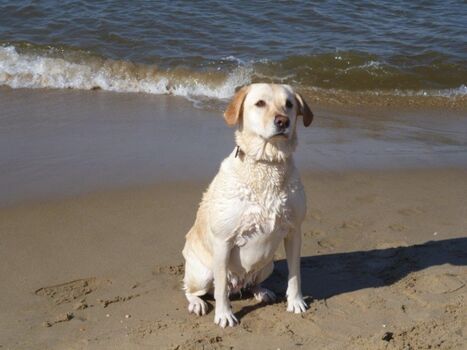 ein Paradies für Hunde / Hundestrand