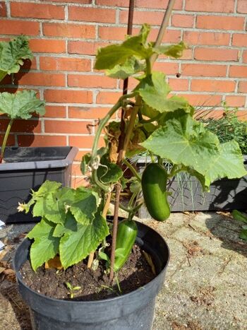 Gurken aus dem Garten