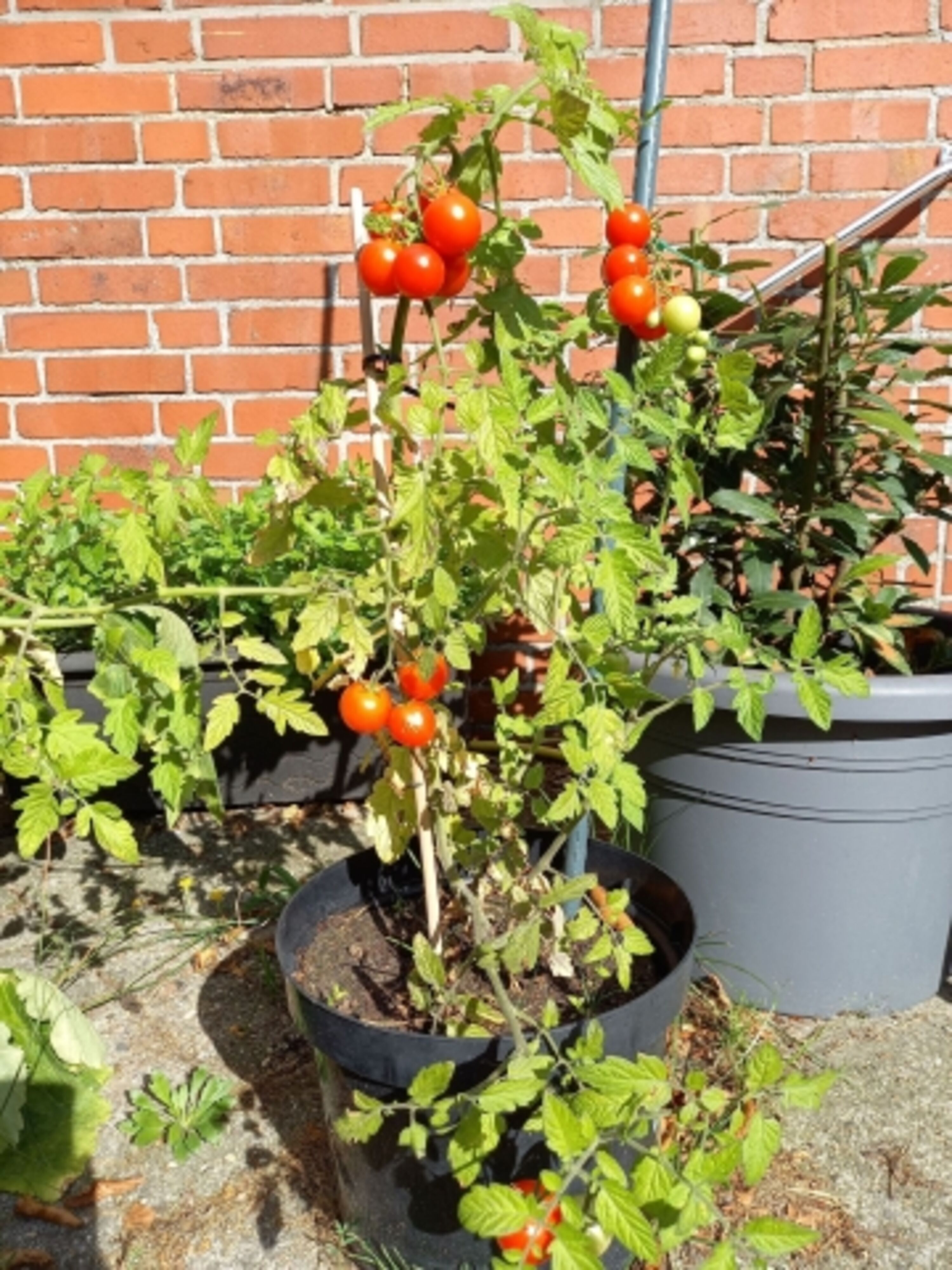 Tomaten aus dem Garten