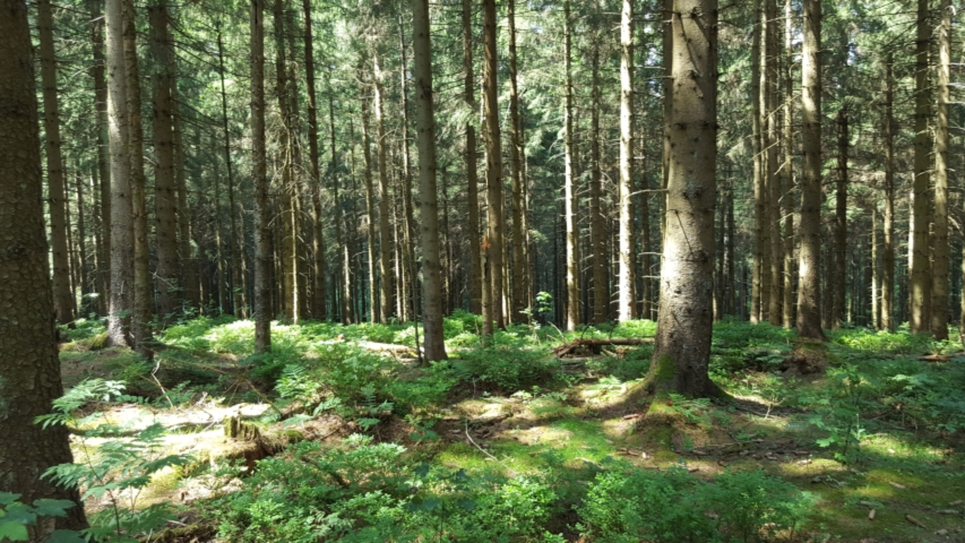 im Wald 
