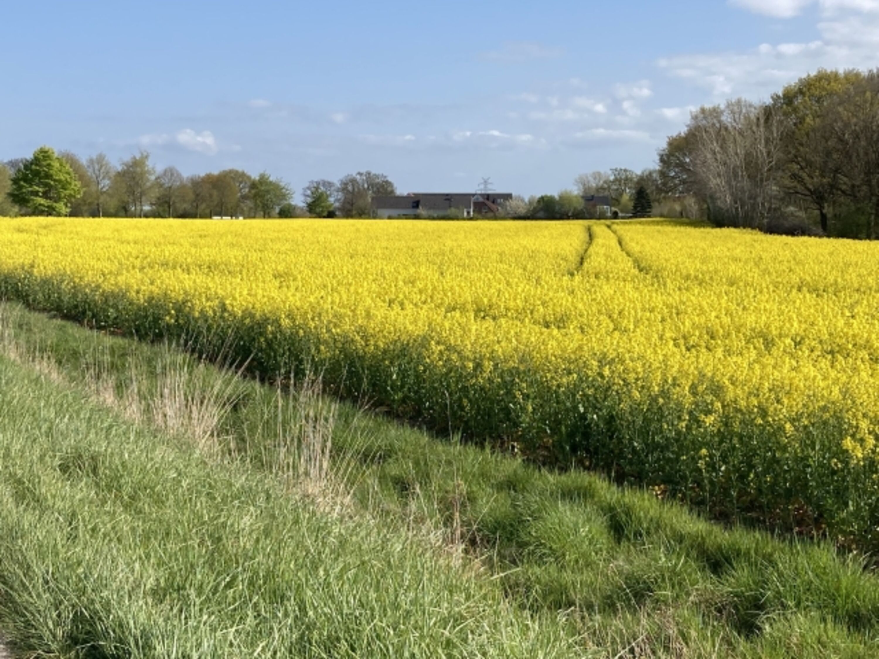 Frühling mit Rapsfeld vor der Tür