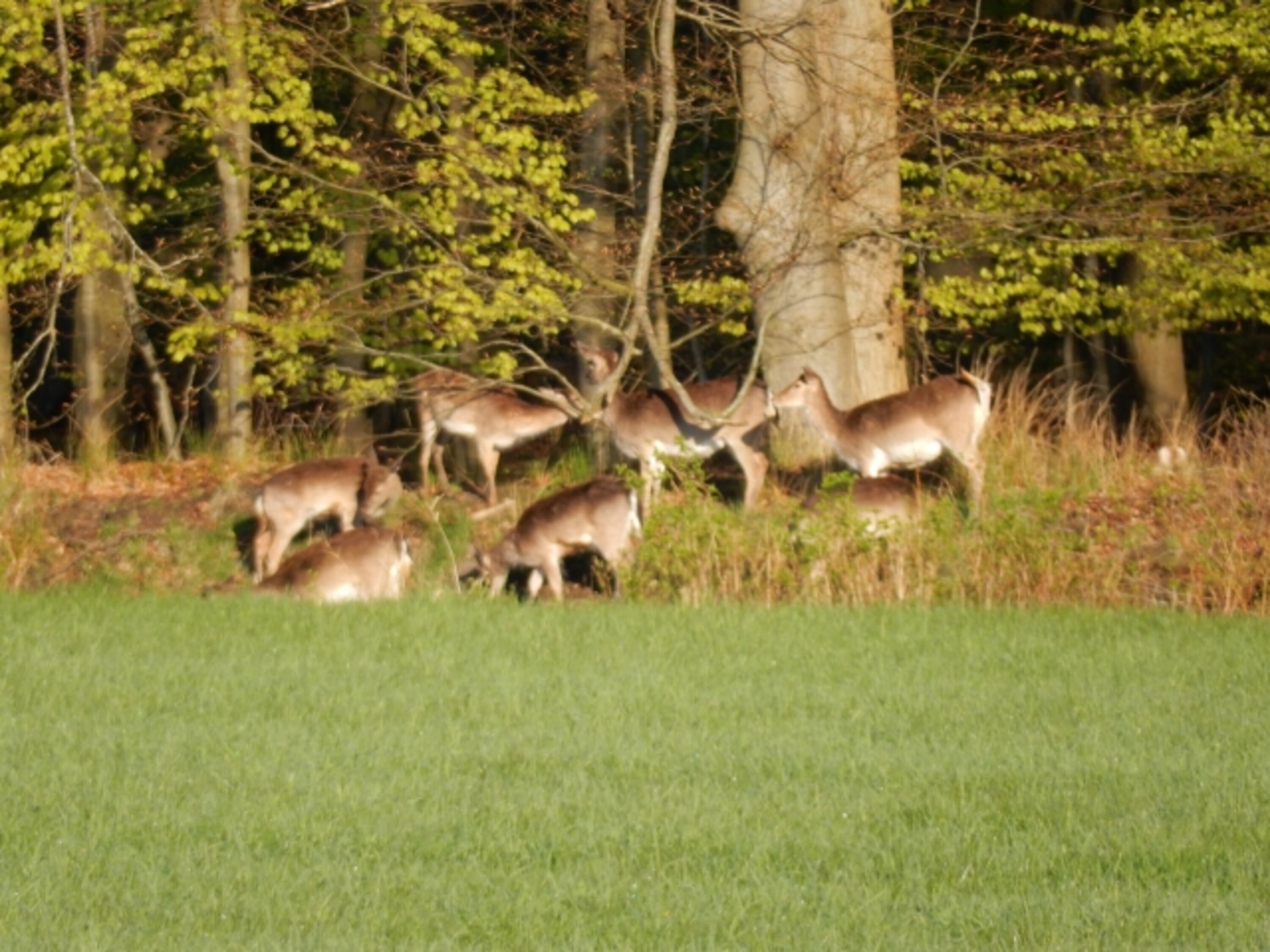 Hager Wald