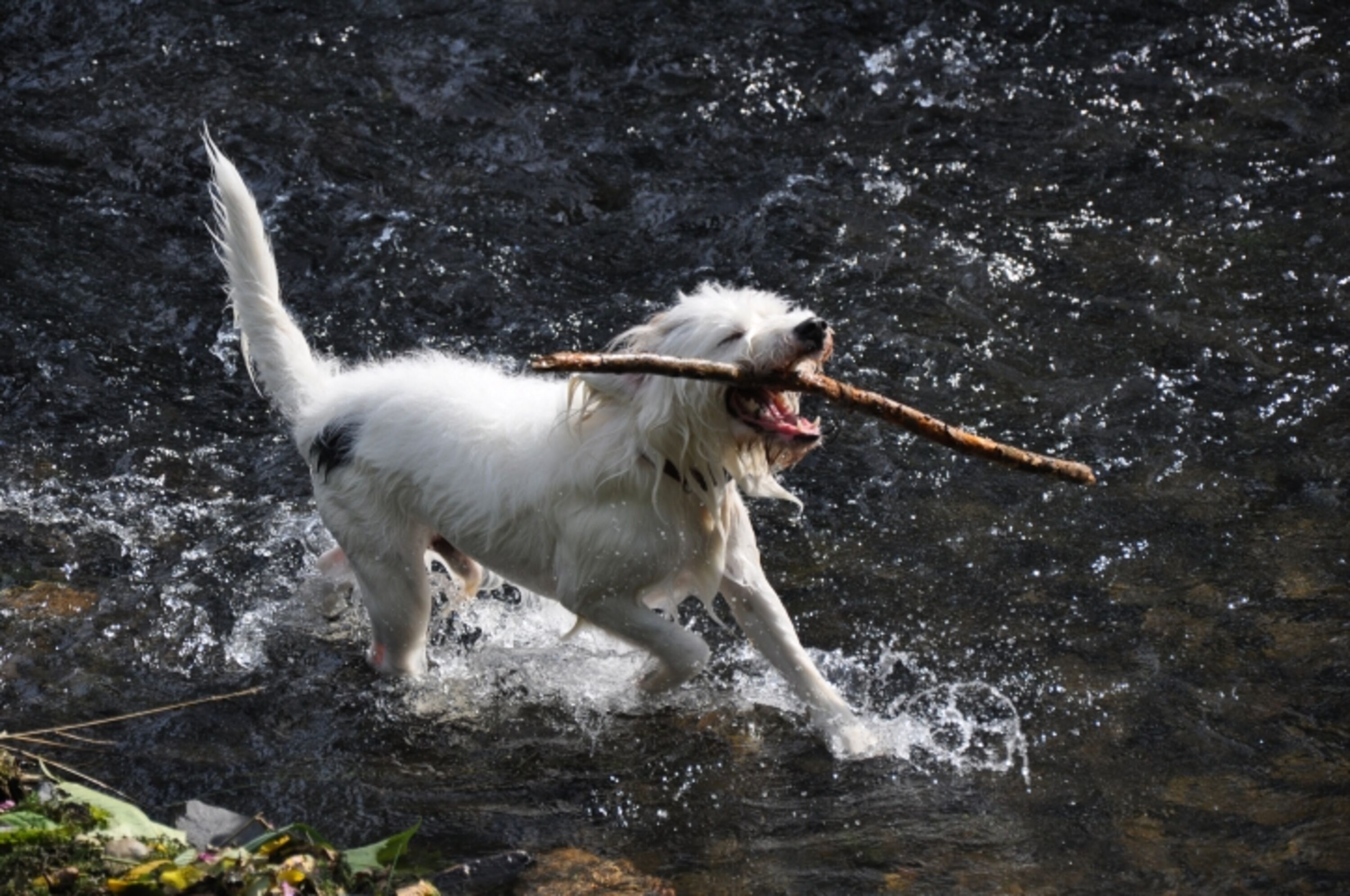 Wasser Spiele