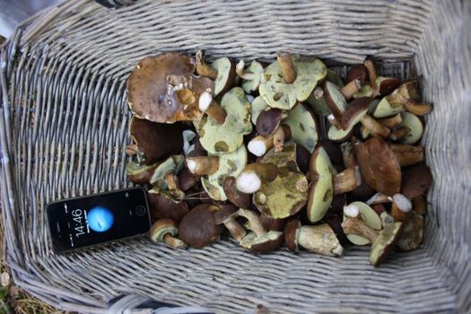 erfolgreiche Pilzsuche