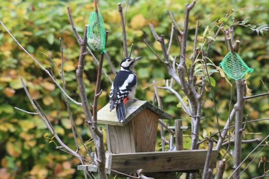 besonderer Gast im Garten