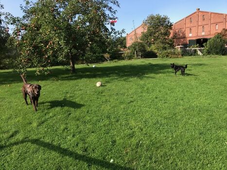 eingefriedete Hundespielwiese