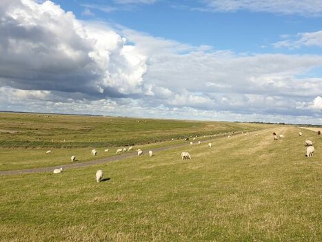 fleißige Schafe verfestigen den Deich