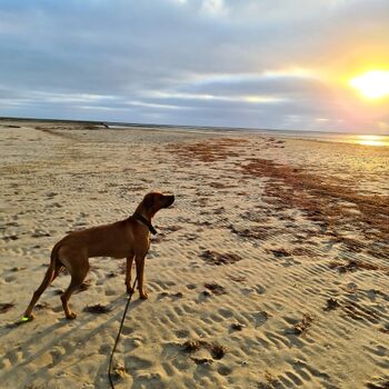 Nordseefeeling, auch für die Fellnase