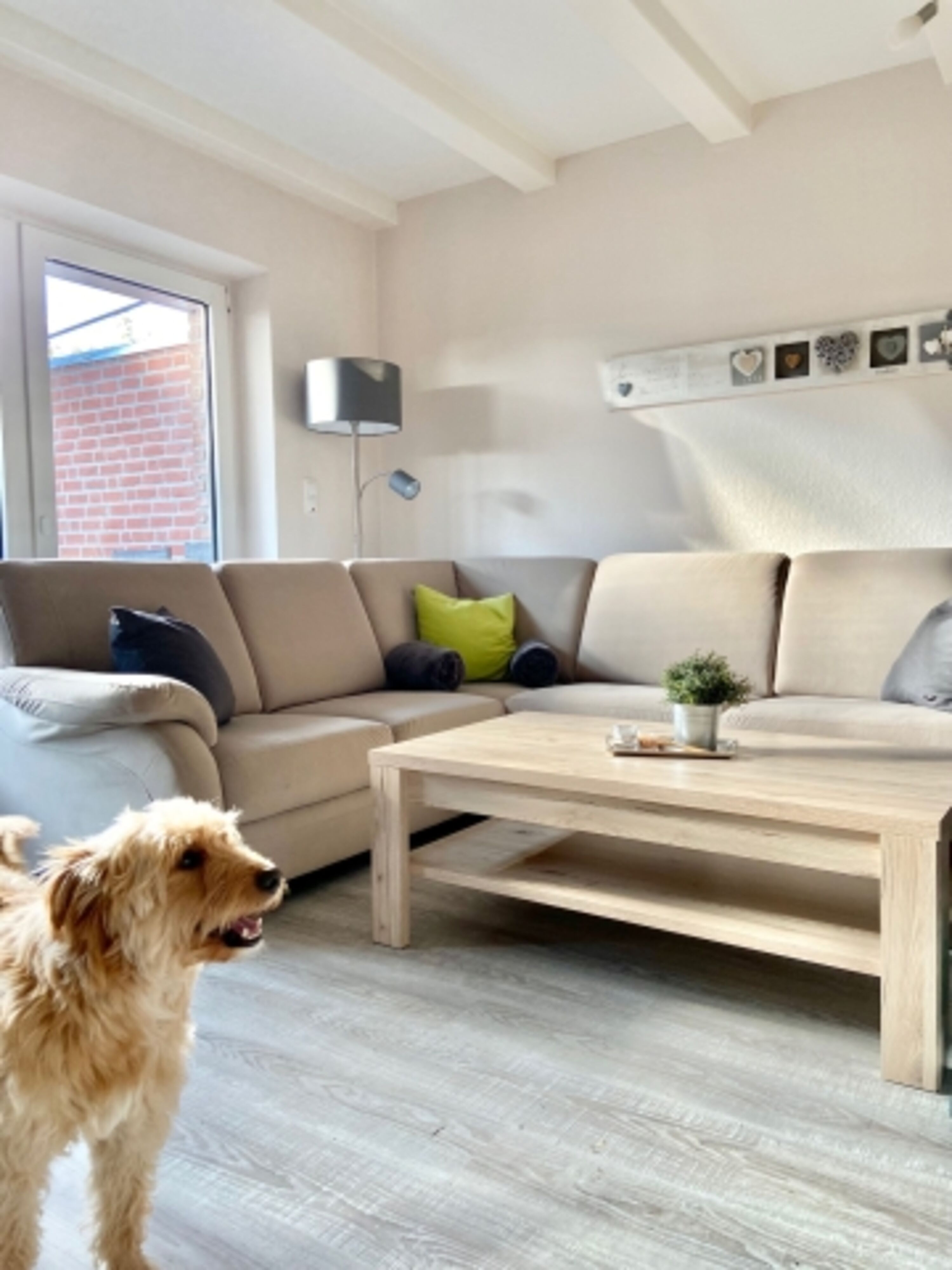 Hunde gerne gesehen