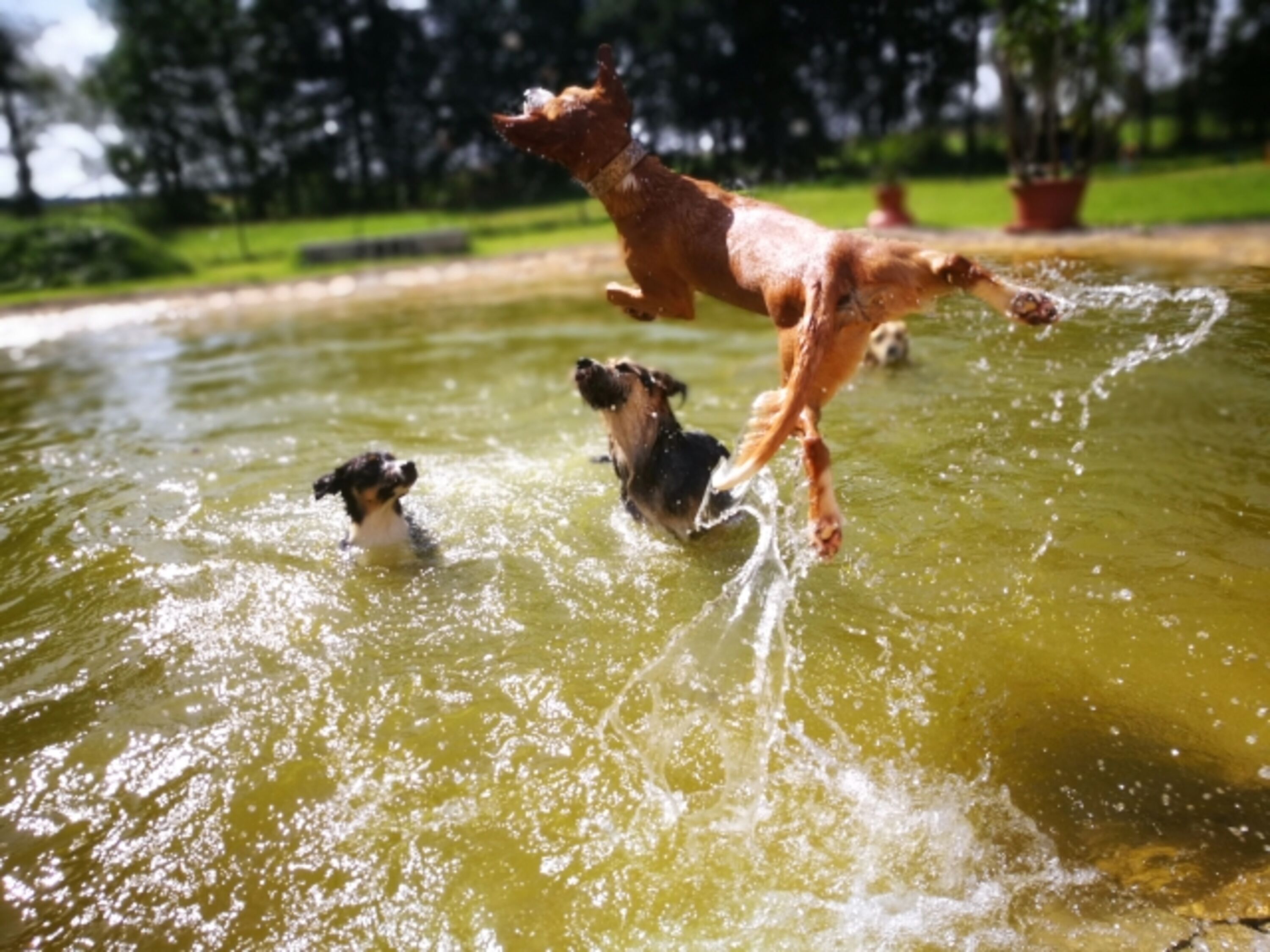 Spass im Hundepool