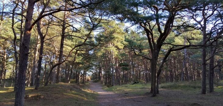 Der Kiefernwald auf dem Weg zum Strand in Juliusruh