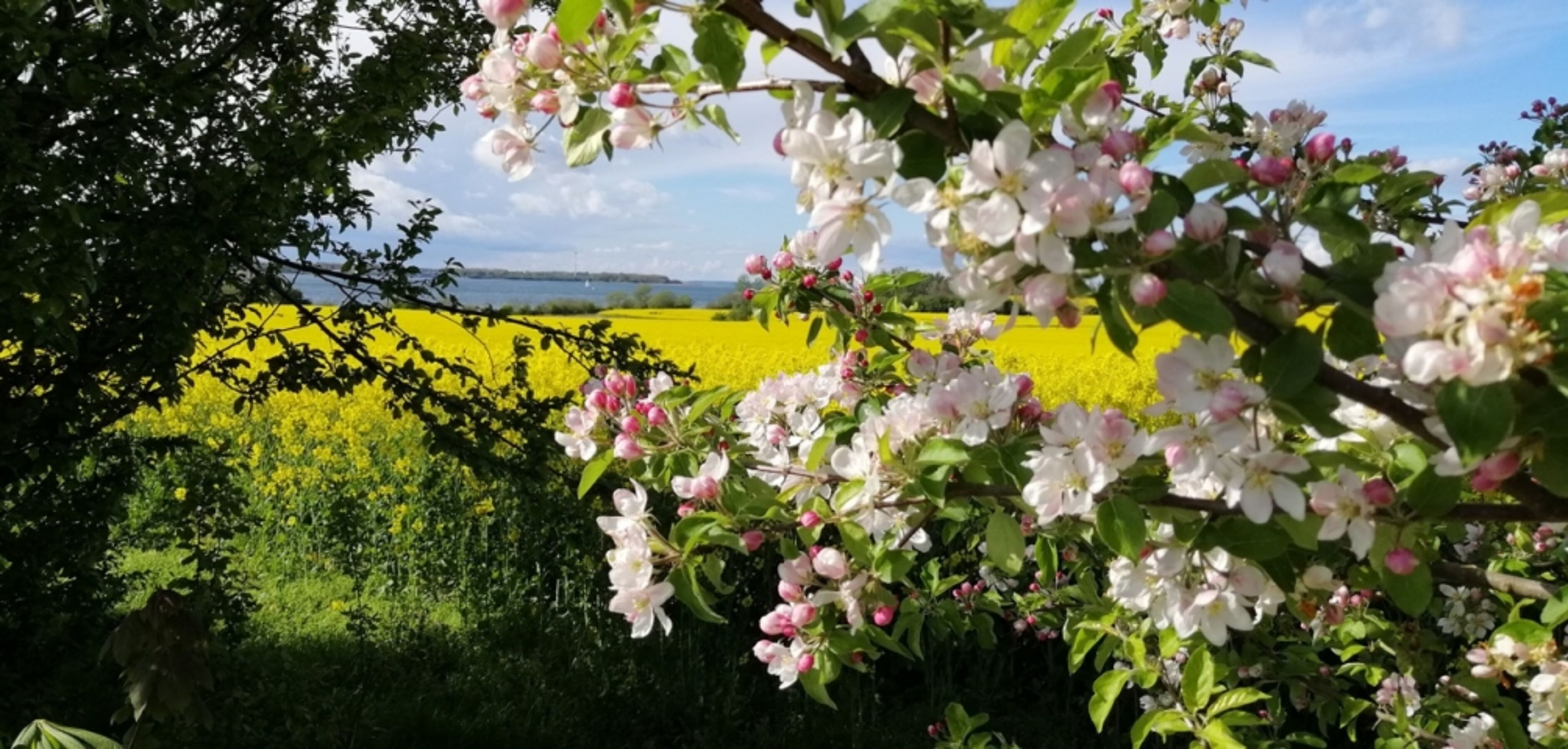 Raps- und Kirschblüte Altefähr / Rügen