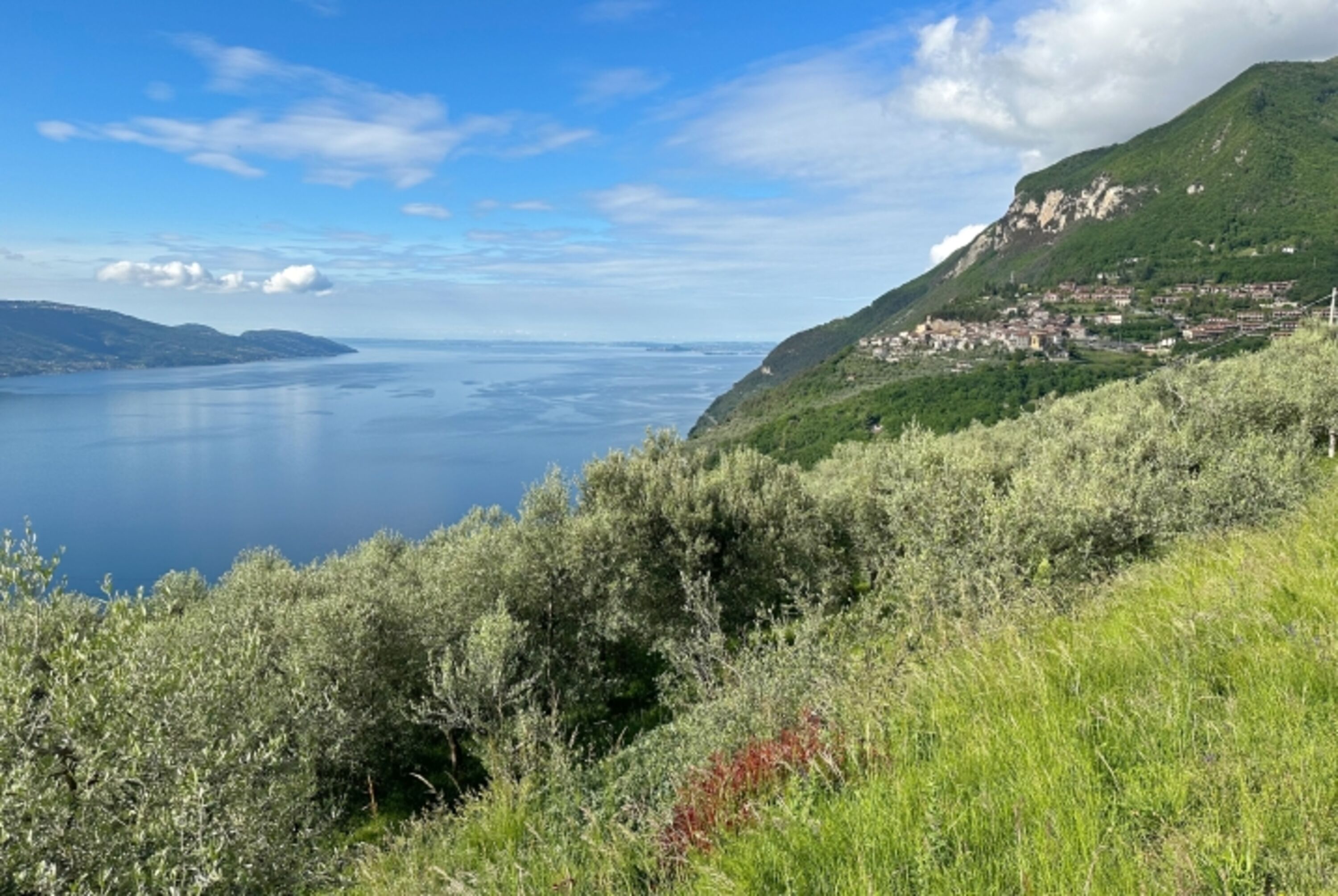 Blick vom Olivenhain