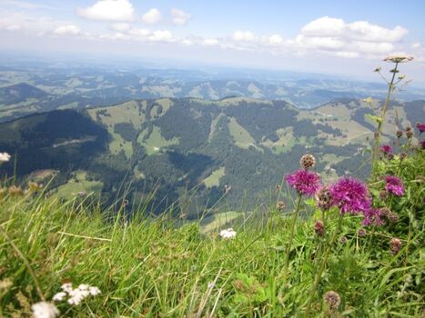 Blick vom Hochgrat