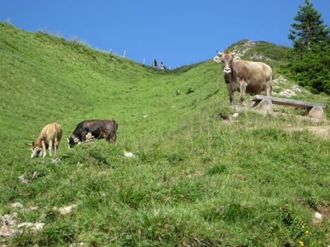 Freundliche Besucher auf dem Hochgrat