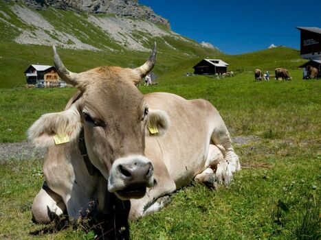 Von mir kommt eure Milch