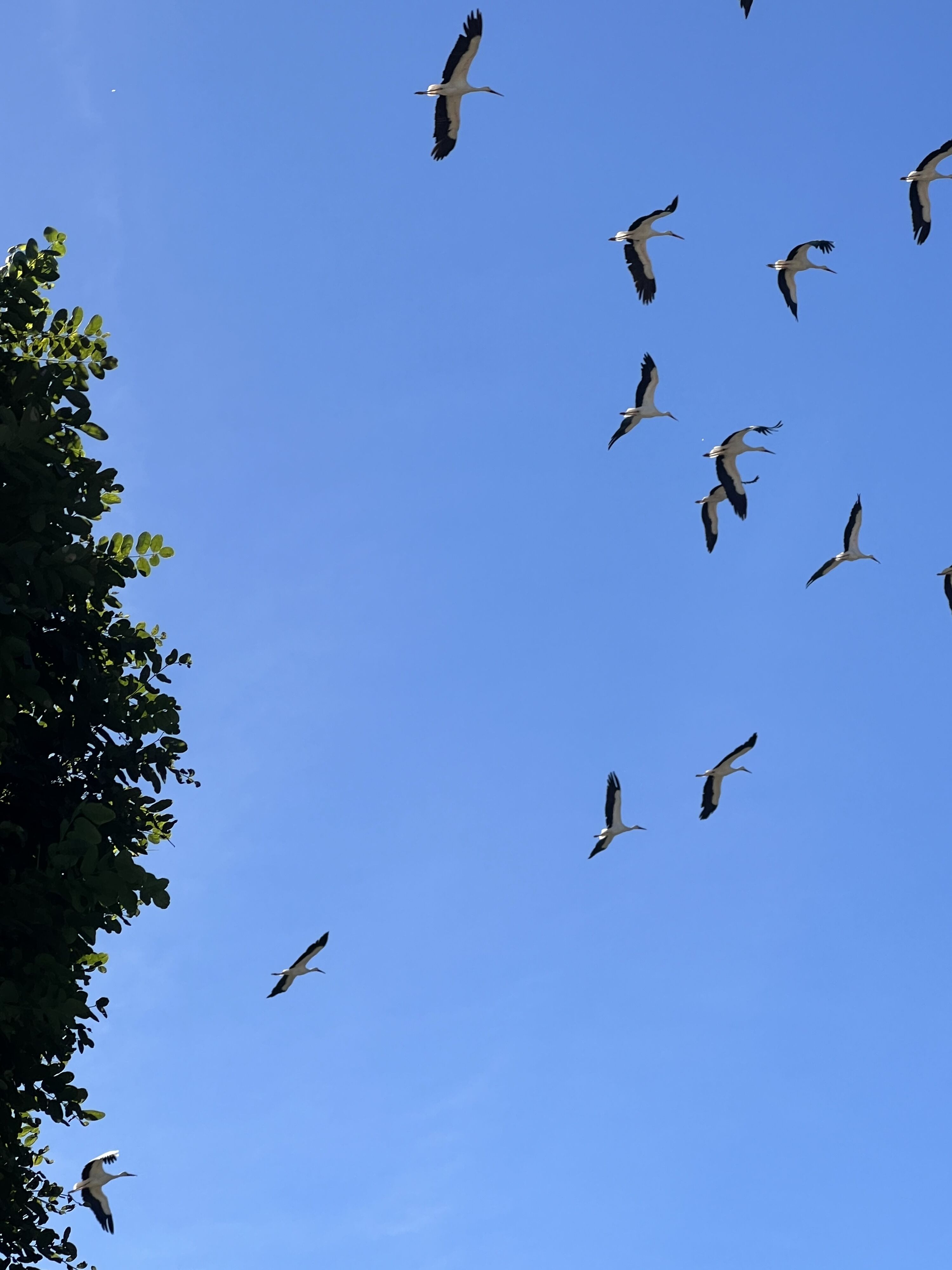 Störche fliegen über den Garten
