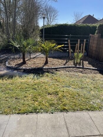 Palmengarten vor der Terrasse 